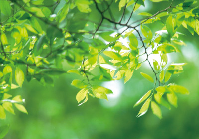 faible consommation d’énergie